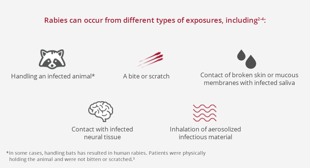 Explanation of the different types of exposure that could cause rabies.